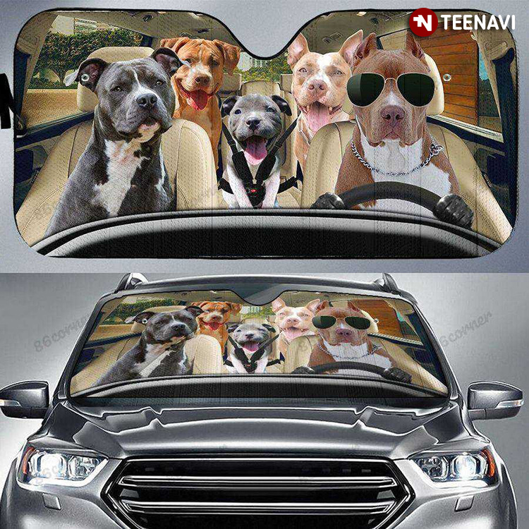 American Staffordshire Terrier Dog Family Driving For A Trip