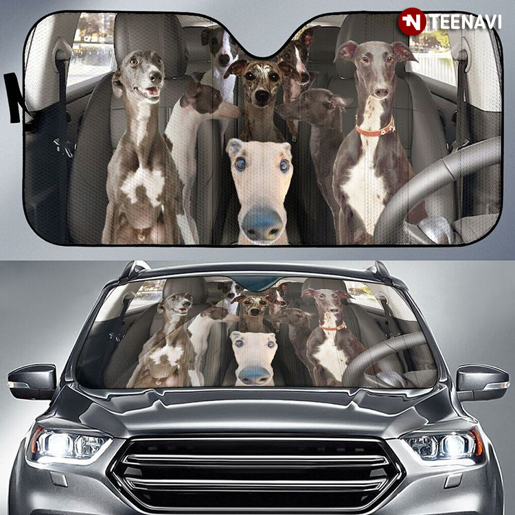 Funny Italian Greyhound Dogs Driving For Holiday Trip