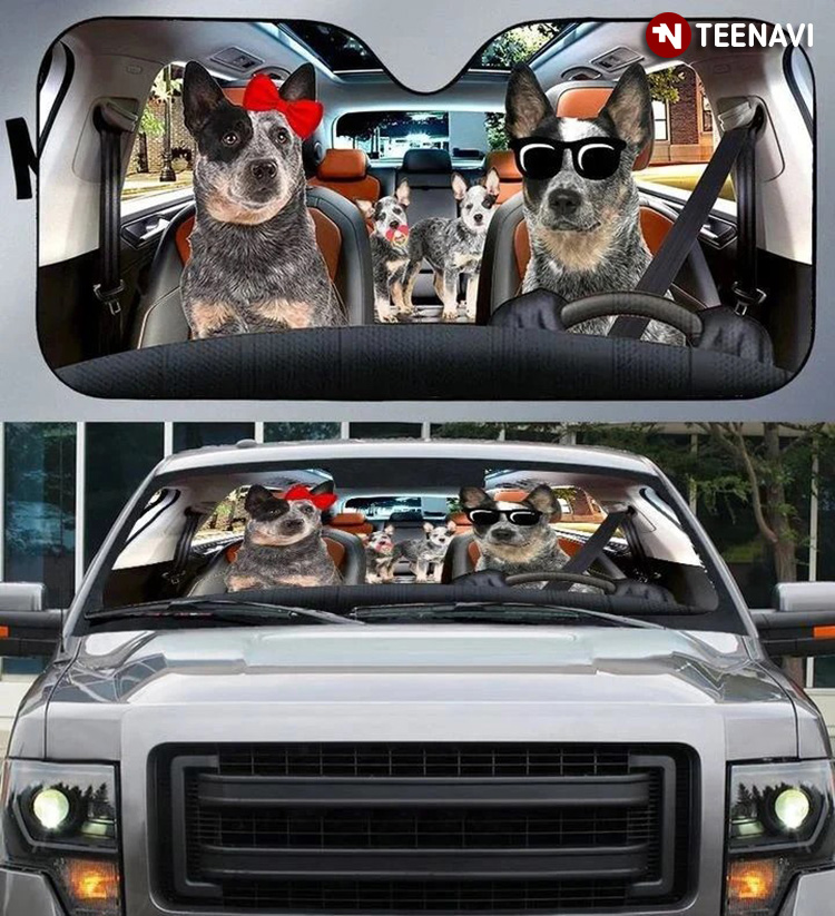 Smart Australian Cattle Dog Driving For A Shopping
