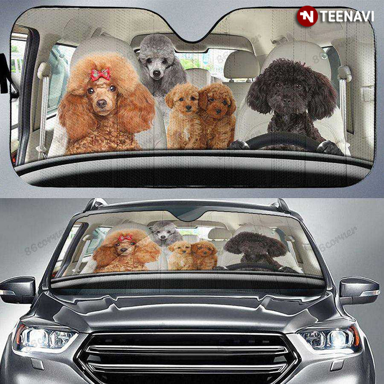 Poodle Dogs Driving A Car To Cinema Dog Lover