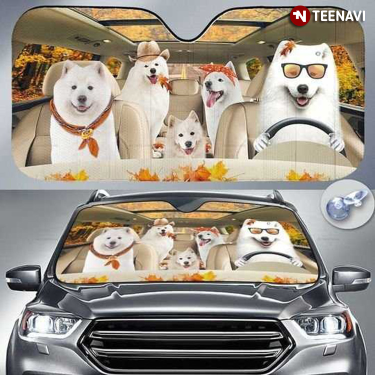 Samoyed Dogs Driving In The Fall