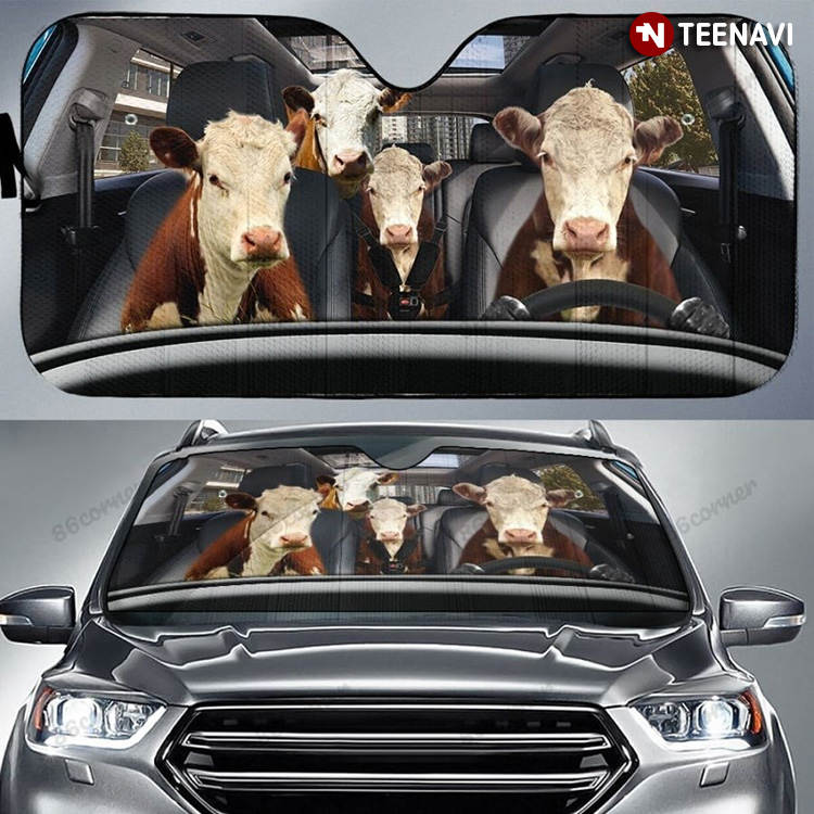 Hereford Cattle Cow Driving In Your Area