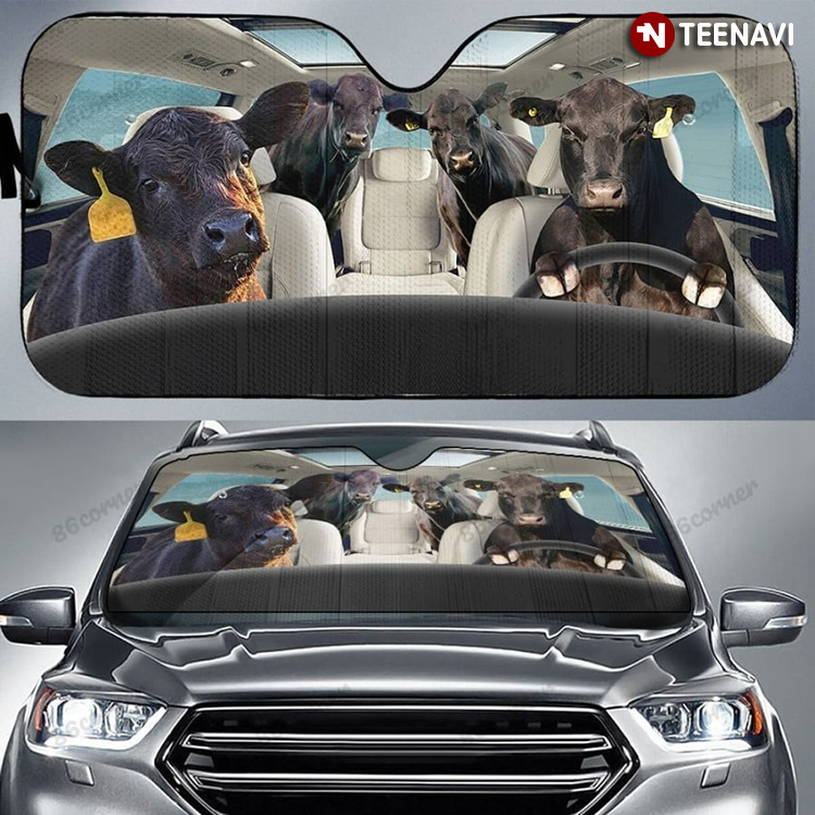 Taurine Cattle Cow Driving To The Farm