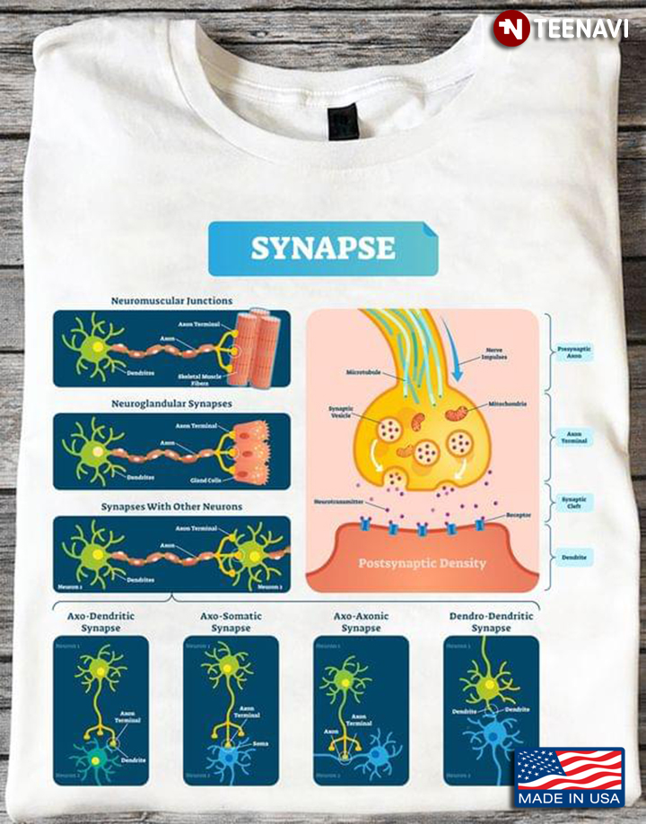 Synapse Neuromuscular Diagram Funny Biology