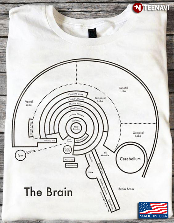 The Brain Archie's Press Anatomy Of Human Brain
