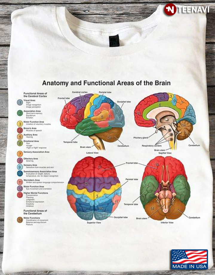 Anatomy And Functional Areas Of The Brain