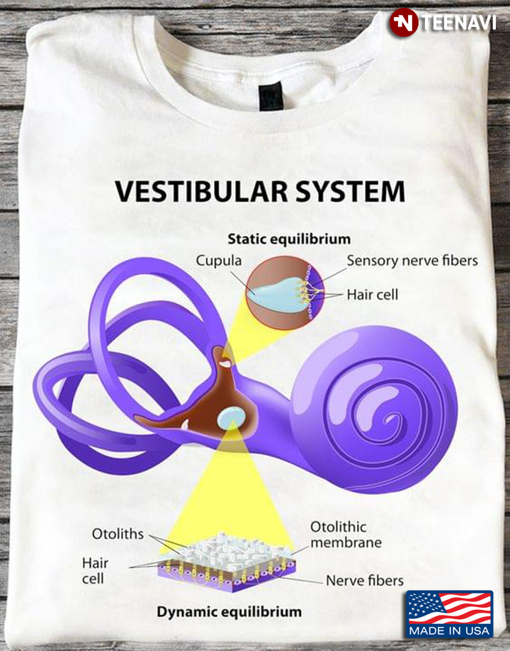 Vestibular System Static Equilibrium Dynamic Equilibrium