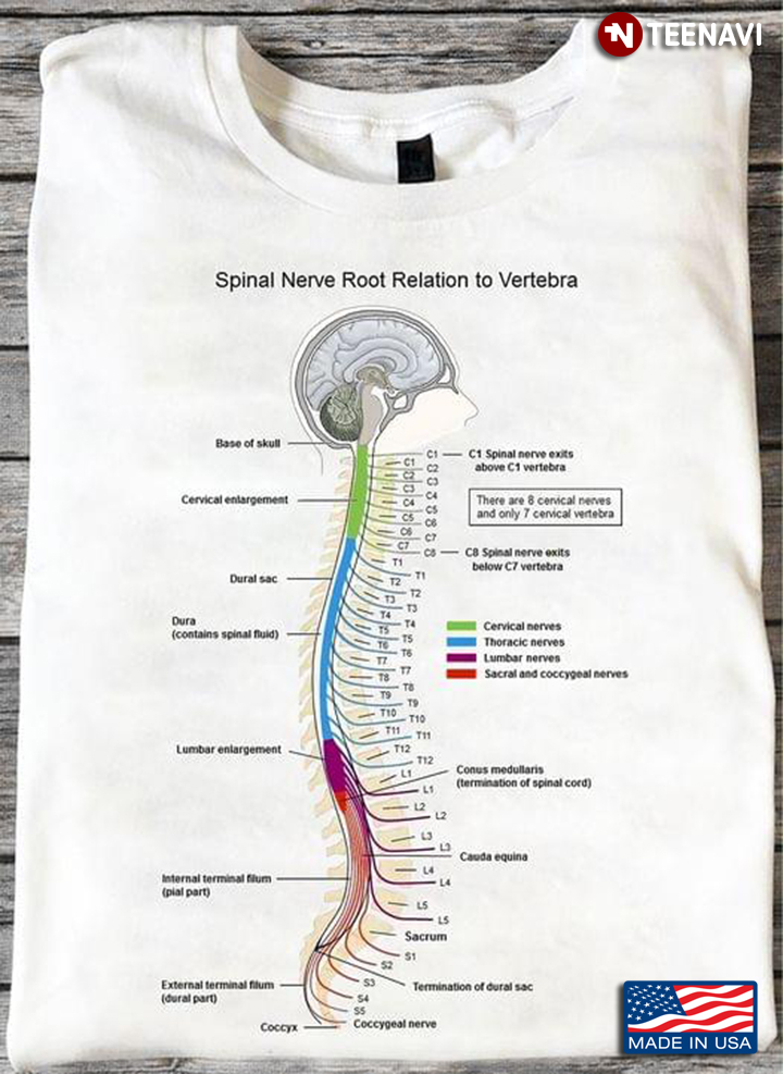 Spinal Nerve Root Relation To Vertebra Human Health