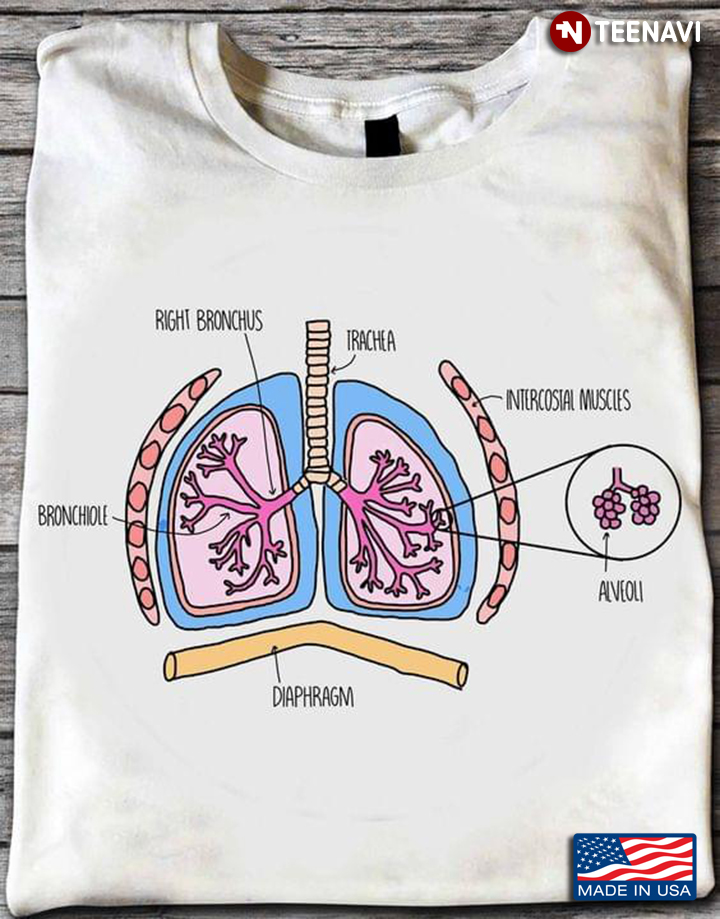 Diagram Of The Lungs And Respiratory System