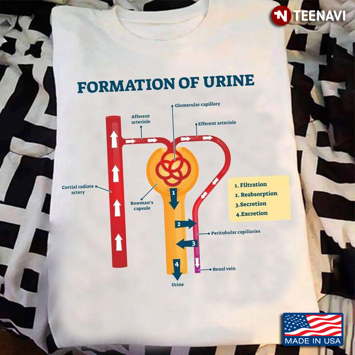 Formation Of Urine Urination Process Human Health