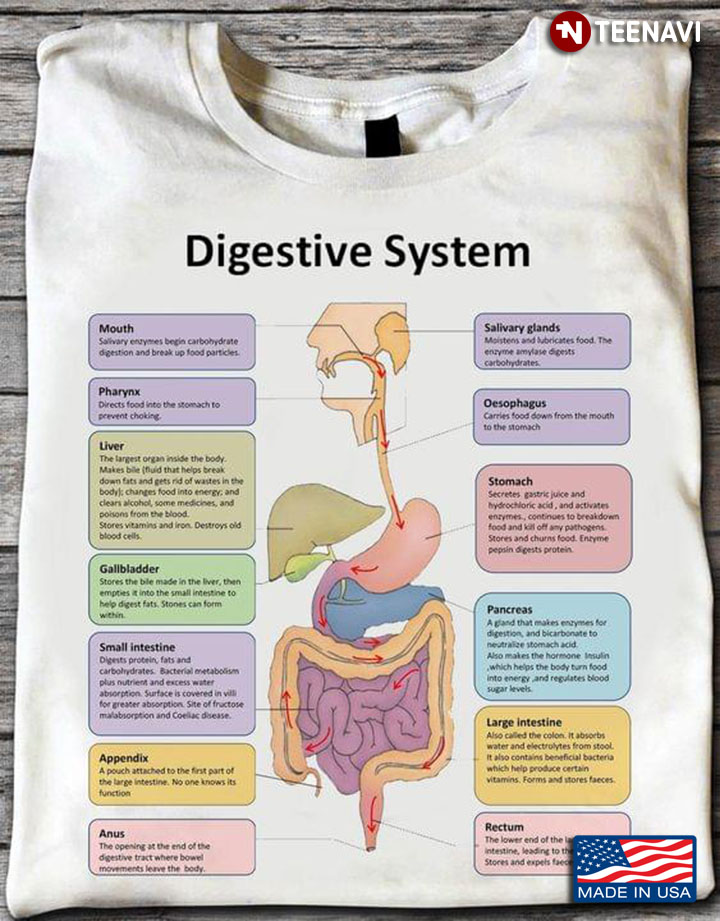 Digestive System Human Health Biology
