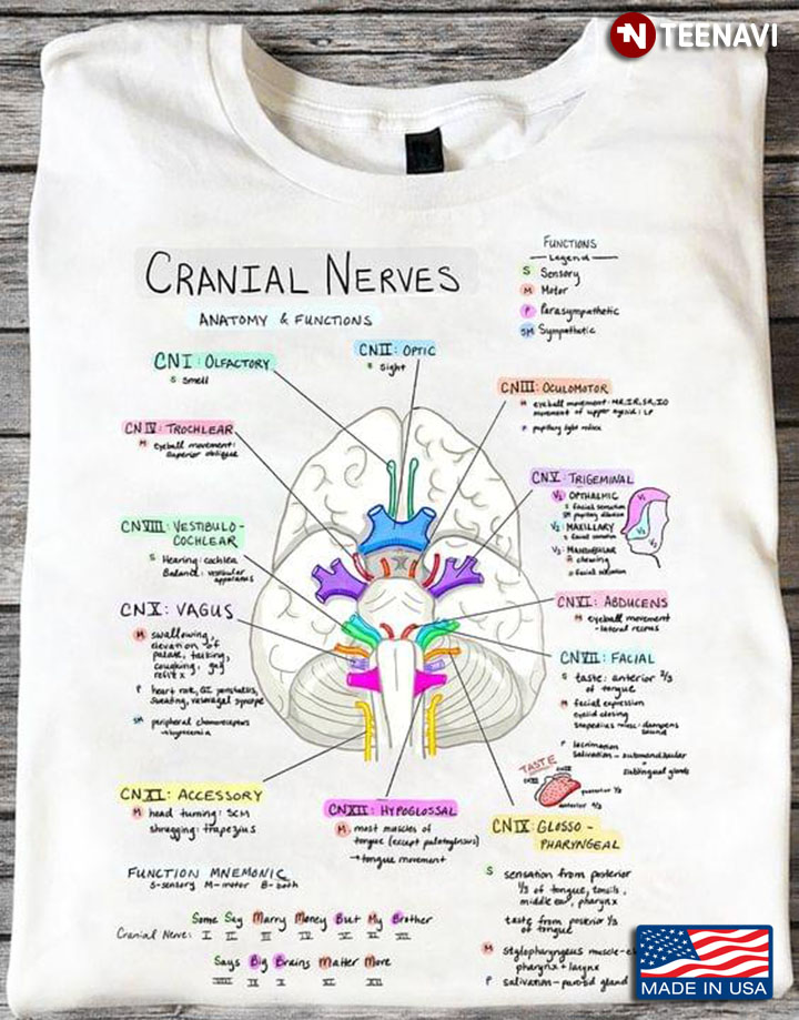 Cranial Nerves Anatomy And Functions Human Health