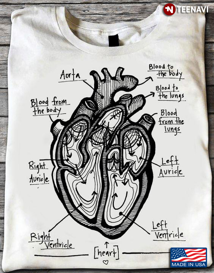 Human Heart Anatomy Human Health for Cardiologist