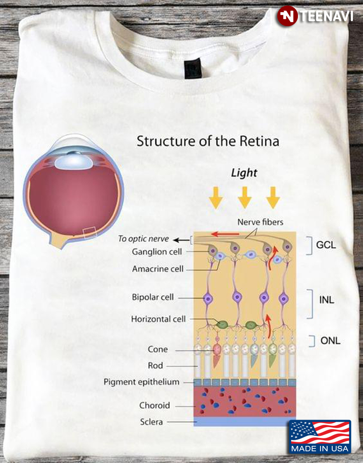 Human’s Eyes Cellular Structure Of Retina