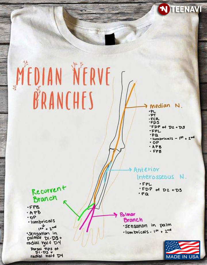 Median Nerve Branches Median Recurrent Branch