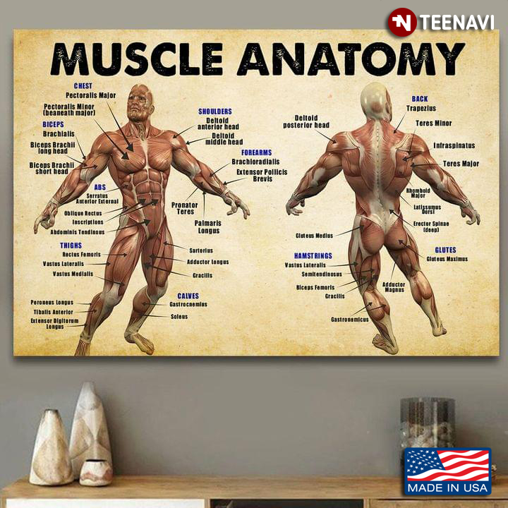 Vintage Muscle Anatomy