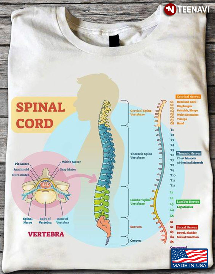 Spinal Cord Anatomy Human Health
