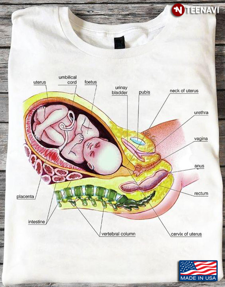 Full Term Foetus in The Delivery Position Anatomy