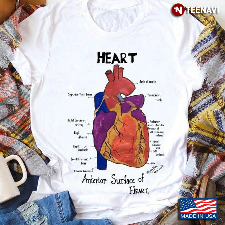 Human Heart Anatomy Anterior Surface of Heart