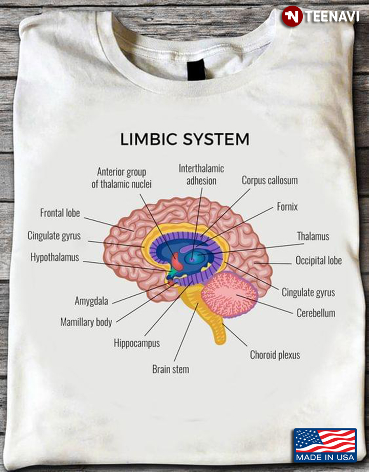 Limbic System Human Brain Anatomy