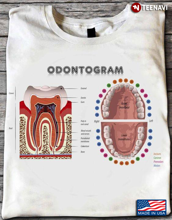 Anatomy Of Teeth Odontogram for Dentistry Lover