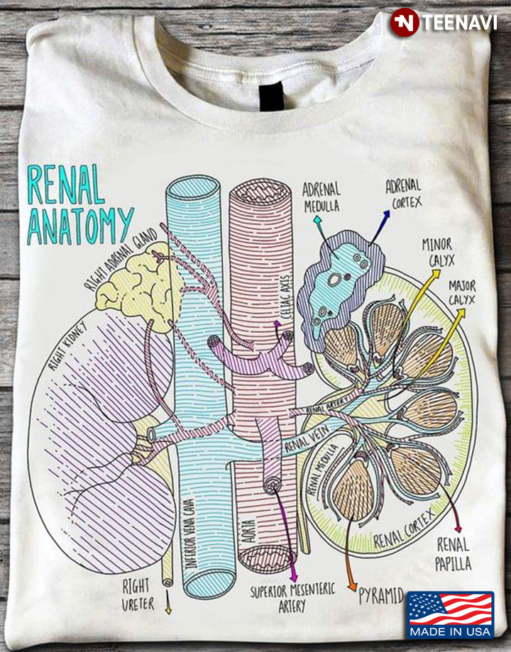 Renal Anatomy Kidney Organ Diagram Human Anatomy Kidney