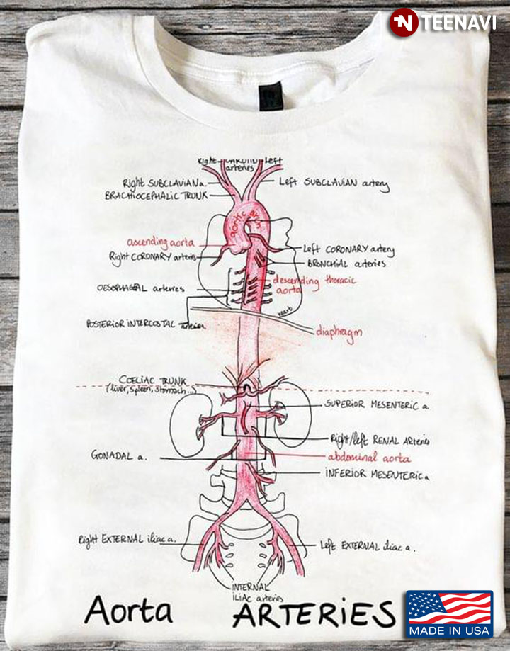 Aorta Arteries Human Health Biology