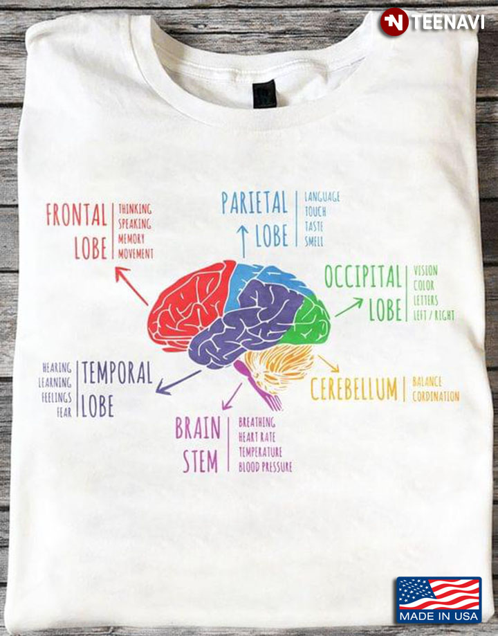 Brain Occipital Lobe Parietal Lobe Frontal Lobe Temporal Lobe Spinal Cord Cerebellum