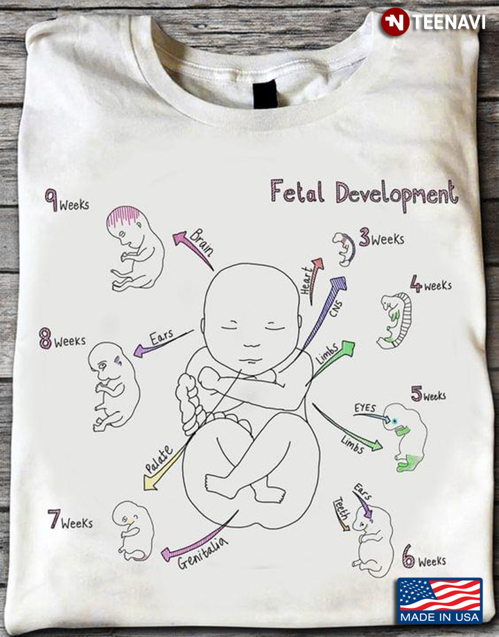 Fetal Development Baby Pregnancy