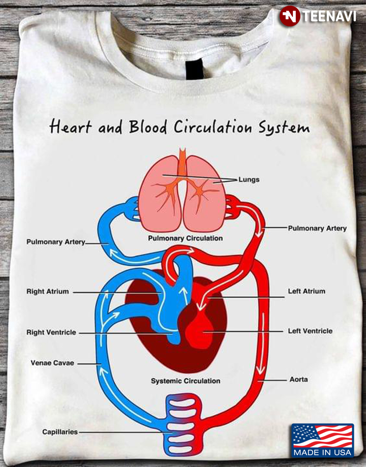 Heart And Blood Circulation System Human Health