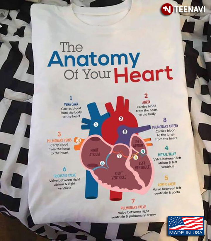 The Anatomy Of Your Heart Cardiology Knowledge