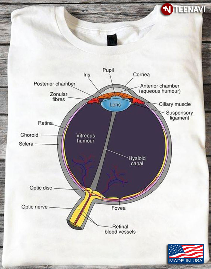 Human Eyeball The Anatomy Of Human Eyes