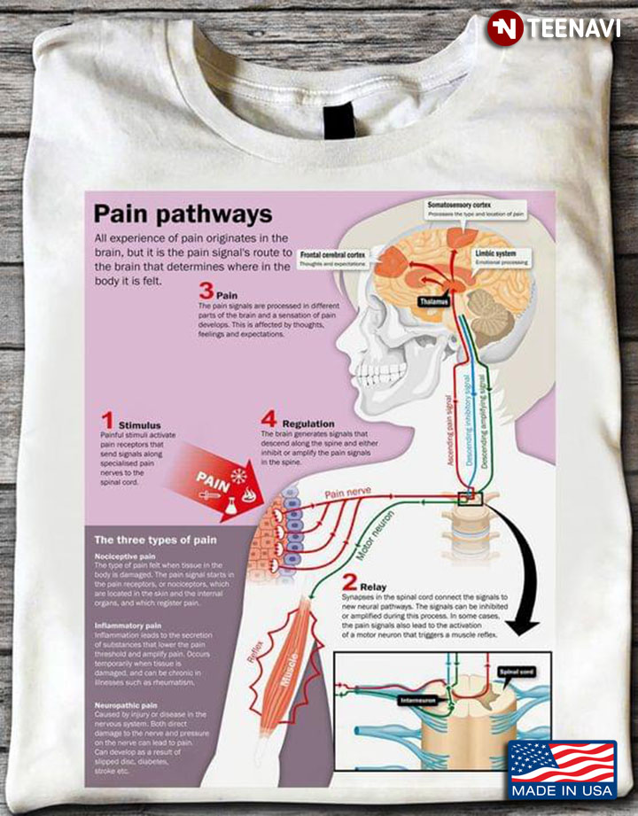 Neurology Pain Pathways Human Health