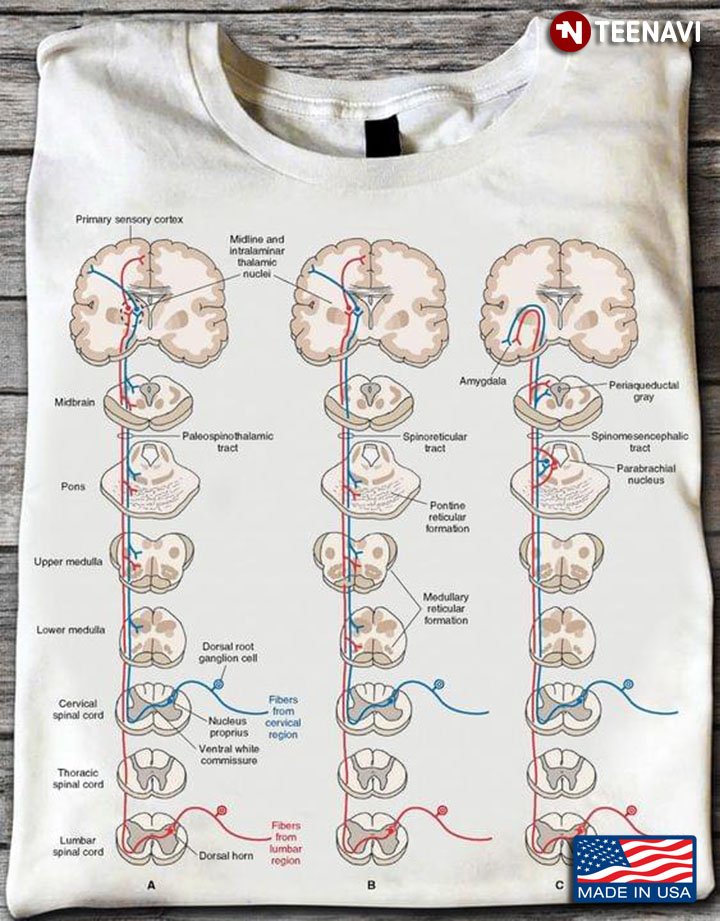 The Spinal Cord Organization Of The Central Nervous System