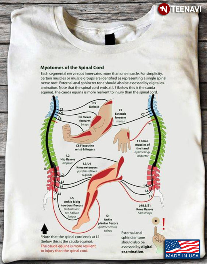 Myotomes Of The Spinal Cord Human Health