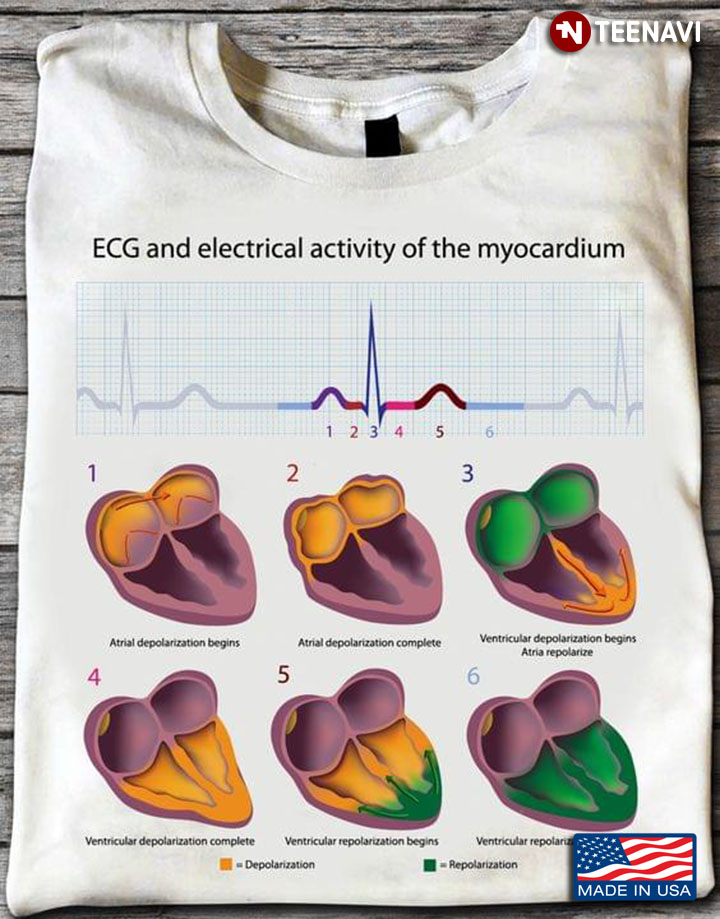 ECG And Electrical Activity Of The Myocardium