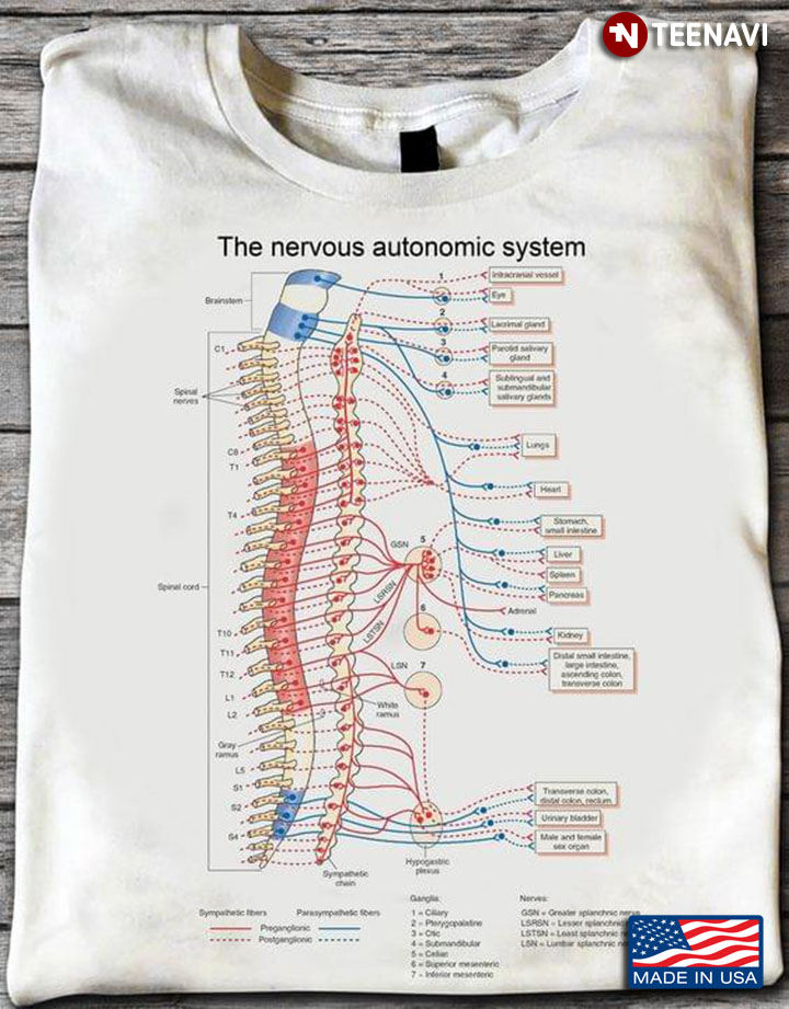 The Nervous Autonomic System Human Biology