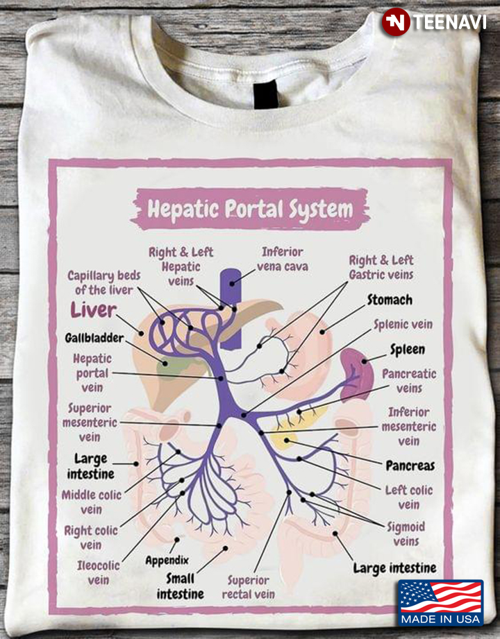 Hepatic Portal System Human Health Biology