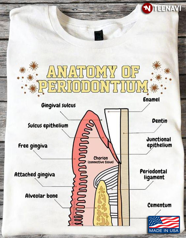 Anatomy Of Periodontium