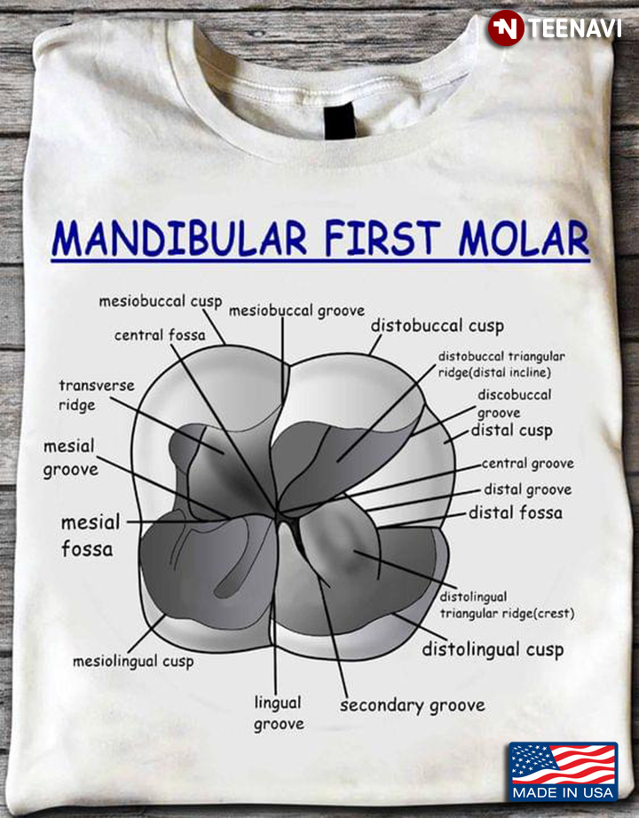 Mandibular First Molar