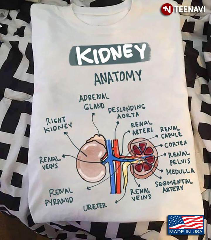 Kidney Anatomy Adrenal Gland Ureter