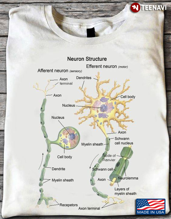 Neuron Structure Efferent Neuron Human