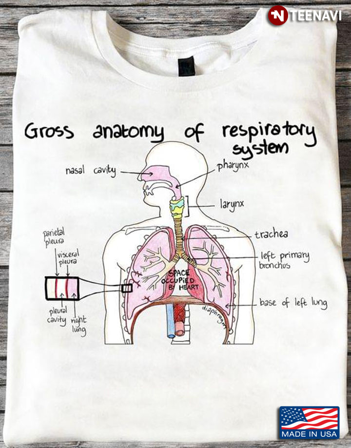Gross Anatomy Of Respiratory System