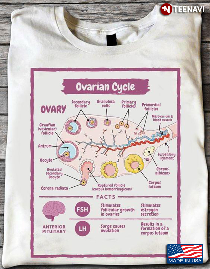 Ovarian Cycle Ovary