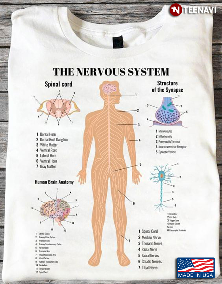 The Nervous System Spinal Cord Human Brain Anatomy