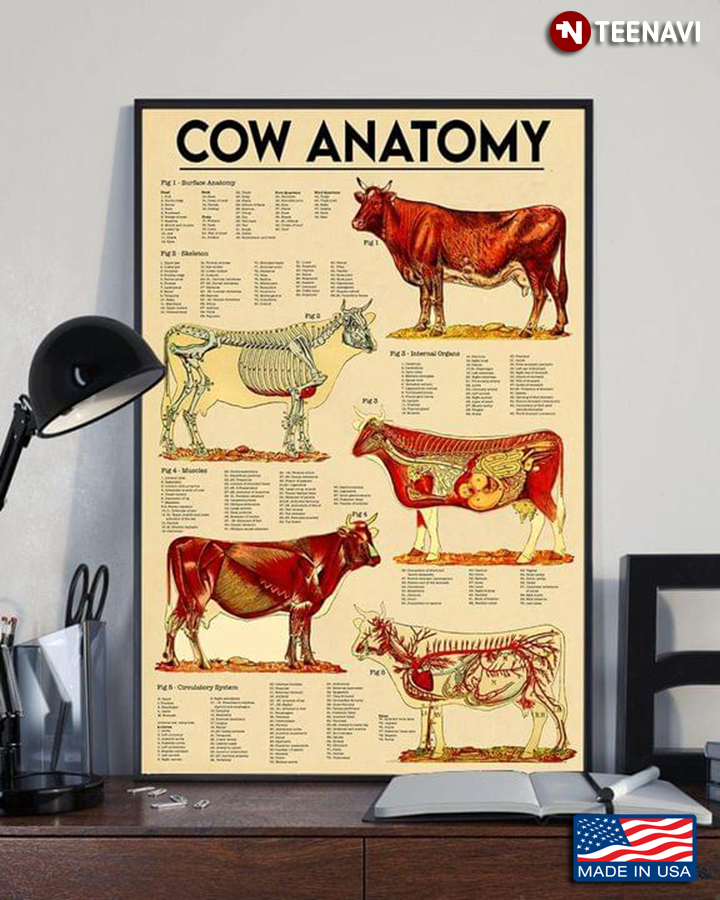 Vintage Cow Anatomy