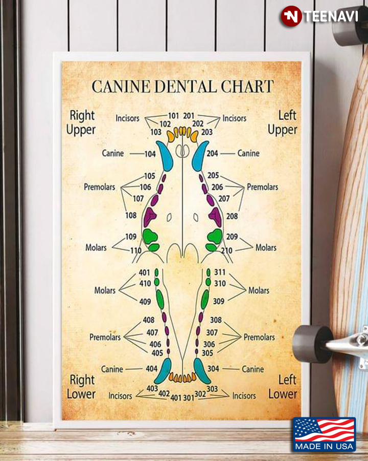 Vintage Canine Dental Chart