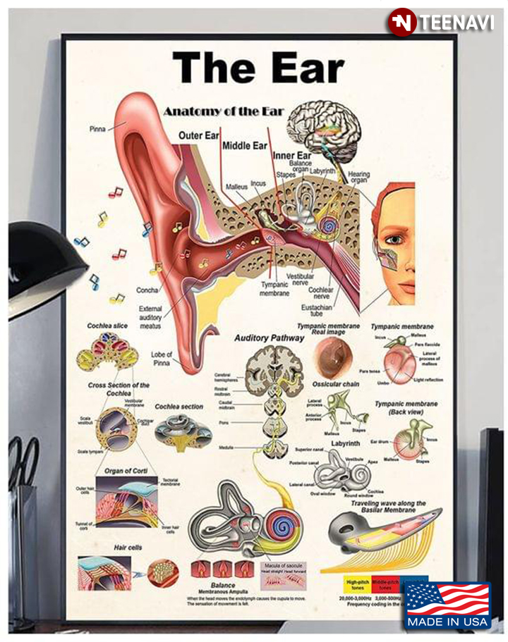 The Ear Anatomy