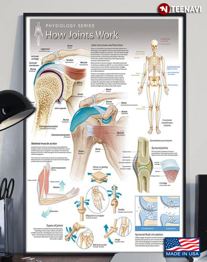 Physiology Series How Joints Work