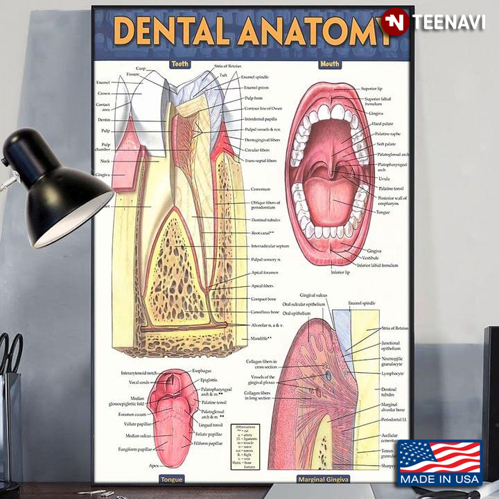 Vintage Dental Anatomy